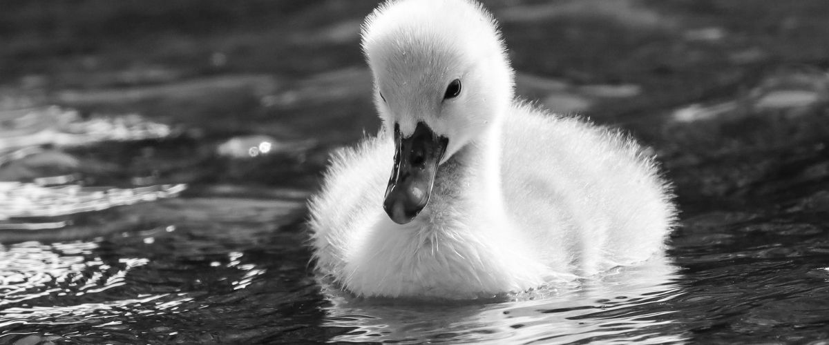 Innocent Brand Archetype